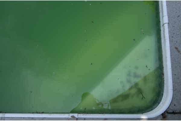 algue moutarde et eau très trouble